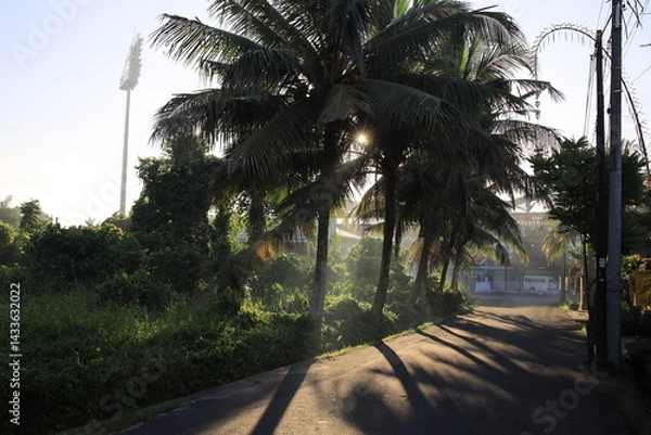 Fototapeta Road with palm trees on either side. The road is empty and the palm trees are in full bloom