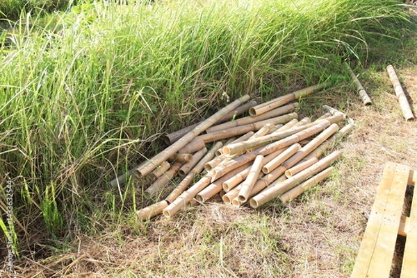 Fototapeta Pile of bamboo sticks is on the ground in a grassy field. The sticks are scattered and some are leaning against each other. The scene gives off a sense of disarray and chaos