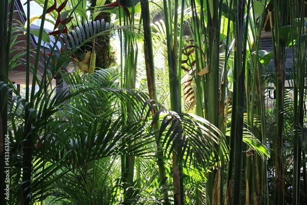 Fototapeta Dense forest filled with tall trees and lush green leaves. The sunlight filters through the leaves, creating a serene and peaceful atmosphere. The jungle is teeming with life