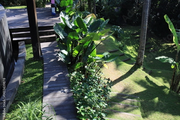 Fototapeta Wooden walkway leads to a lush green garden. The walkway is surrounded by plants and trees, creating a peaceful and serene atmosphere