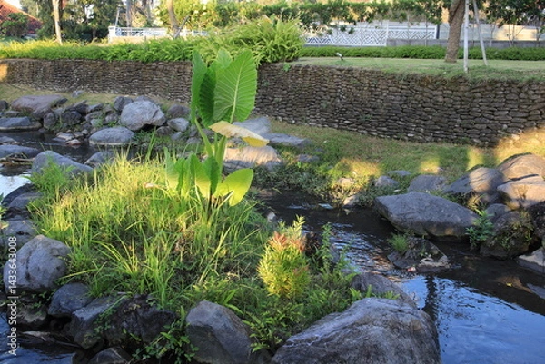 Fototapeta Small plant is growing in a rock garden next to a stream. The plant is surrounded by rocks and the stream is flowing through the garden. The scene is peaceful and serene, with the sound of the water