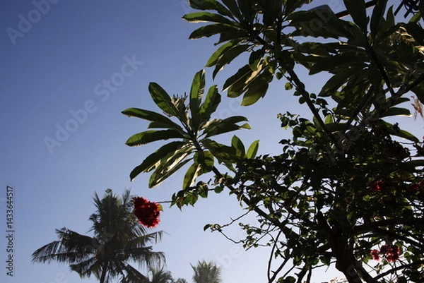 Fototapeta Tree with a red flower is in front of a palm tree. The sky is blue and the sun is shining