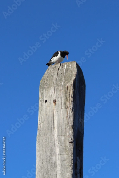 Fototapeta Oystercatcher sitting on a pole