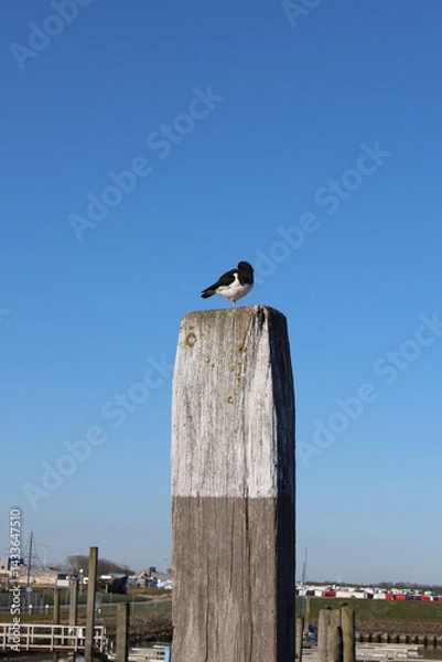 Fototapeta Oystercatcher sitting on a pole