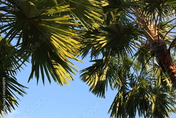 Fototapeta Tree with many leaves is in the sky. The leaves are green and the sky is blue