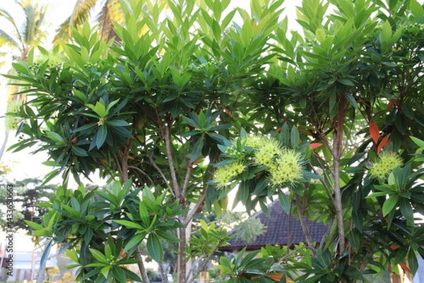 Fototapeta Group of trees with green leaves and yellow flowers. The leaves are arranged in a row and the flowers are scattered throughout the trees