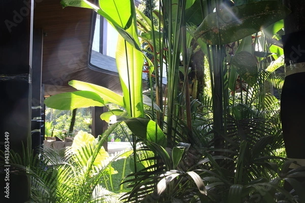 Fototapeta Lush green jungle with a lot of leaves and a bright sun shining through the trees. The sun is casting a warm glow on the plants, making them look even more vibrant and alive. The scene is peaceful