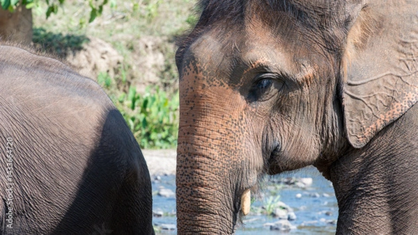 Fototapeta Elephant by riverbank with another partially visible