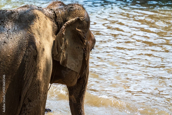 Fototapeta Side view of an elephant in a shallow river
