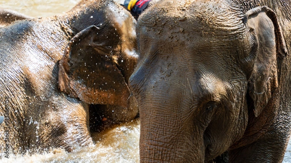 Fototapeta Two elephants are playing together in the water