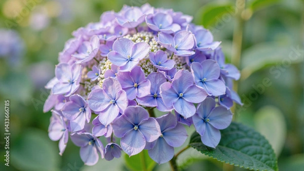 Obraz lilac flowers on a green background