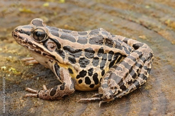 Obraz Pickerel Frog (Lithobates Rana palustris)
