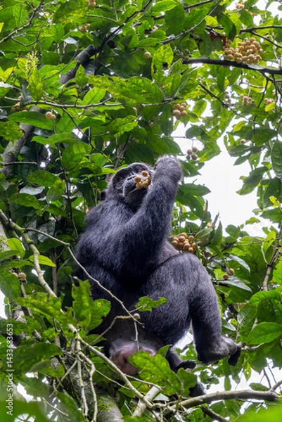 Obraz Adult chimpanzee, pan troglodytes, eats figs in the tropical rainforest of Kibale National Park, Uganda. The park conservation programme means that some troupes are habituated for human contact