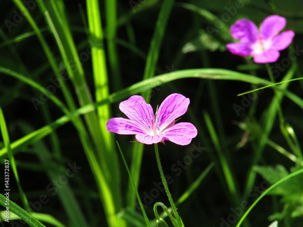 Obraz Wild geranium flower