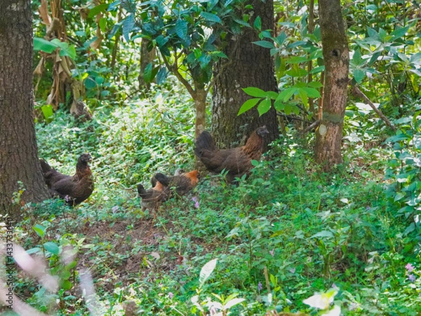 Obraz baby birds in the grass