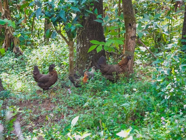 Obraz hen and chicks