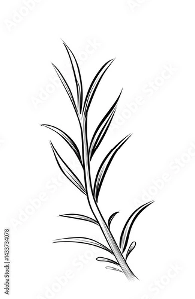 Obraz Single rosemary herb sprig vector