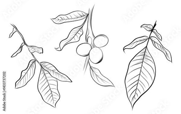 Obraz Walnut tree leaves and fruits set vector