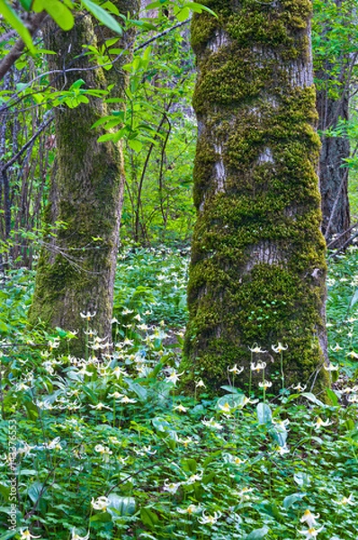 Fototapeta Trees in forest surrounded by a meadow of Fawn Lily flowers/Trees in forest surrounded by a meadow of white fawn lily flowers in a vertical position. Species name is erythronium oregonum