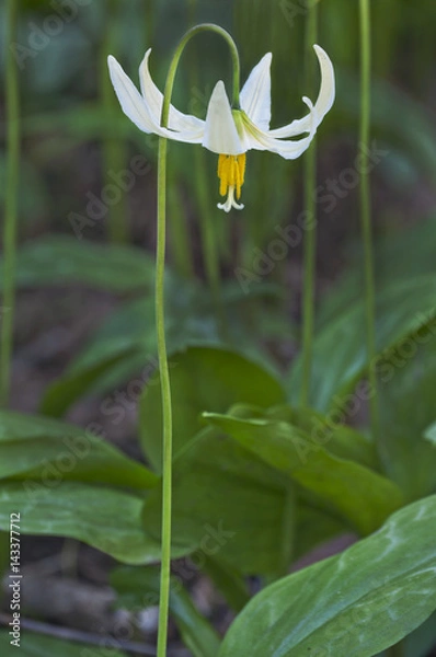Fototapeta White Fawn Lily/Closeup of single white fawn lily flower. Species name is erythronium oregonum