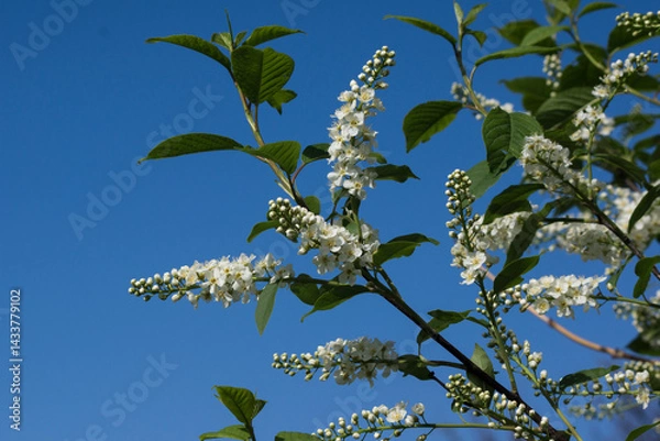 Obraz Jelly cherry (Prunus padus).