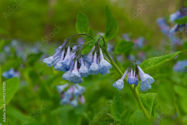 Fototapeta Spring Bluebells
