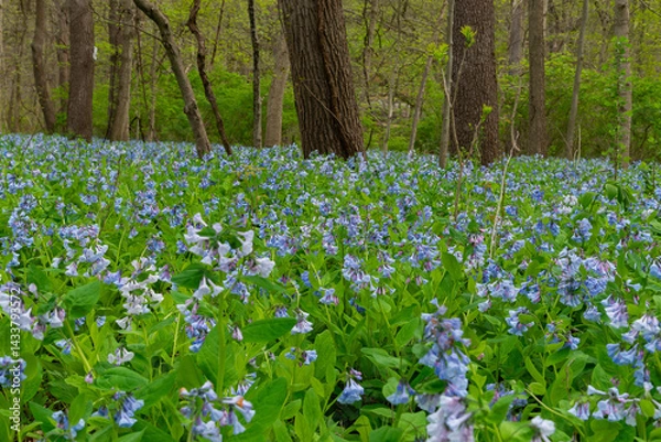 Fototapeta Spring Bluebells