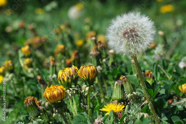 Fototapeta Blossoms and fluff dance in the warm spring breeze