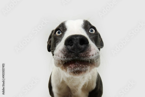 Obraz Funny dog expression. American staffordshire puppy with angry and shocked face emotion. Isolated on white background