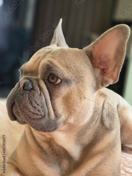 Fototapeta Portrait of a ginger colored French Bulldog with ears up, looking thoughtful