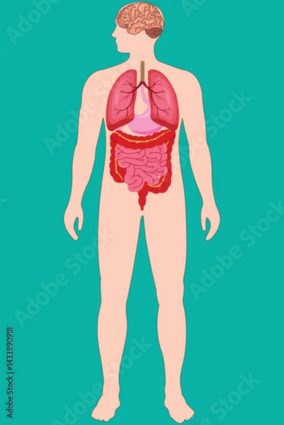 Obraz Human body silhouette with internal organs: brain, lungs, stomach, and intestines visible on green background. EPS 10