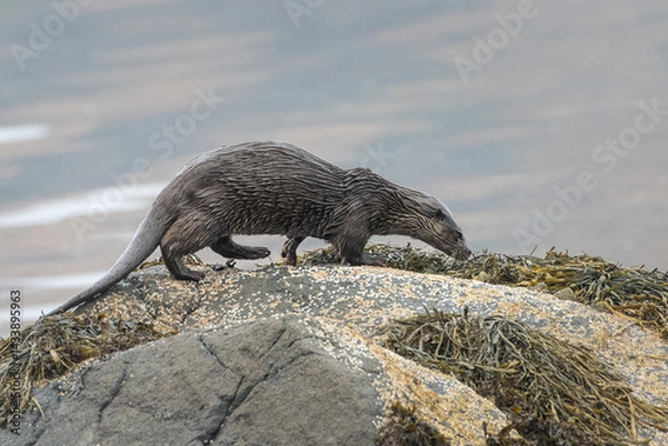 Fototapeta European otter (Lutra lutra) on the coast, Isle of Mull, Scotland
