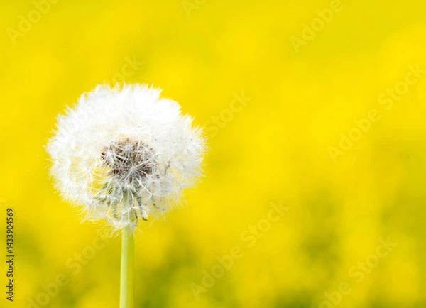 Fototapeta dandelion on a yellow background