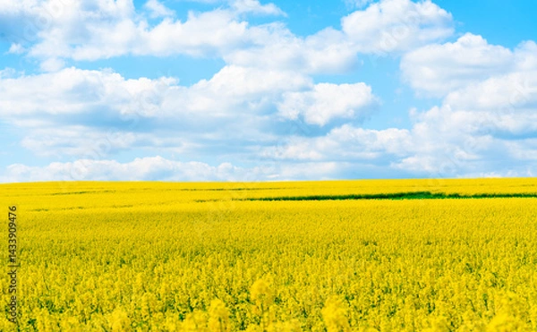 Obraz rapeseed field and blue sky