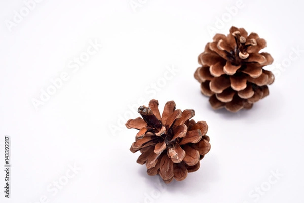 Obraz マツボックリ