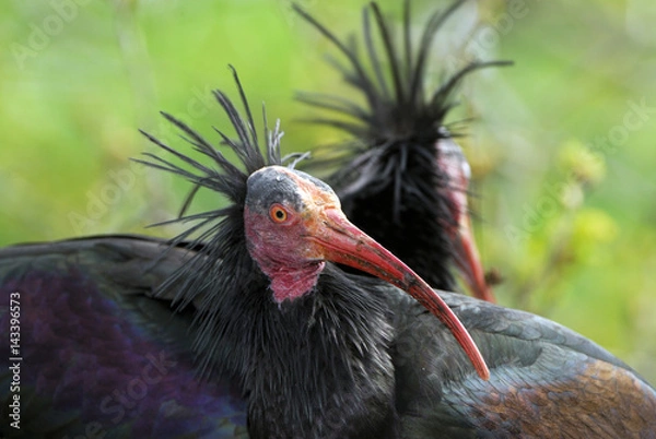 Fototapeta Geronticus eremita / Ibis chauve