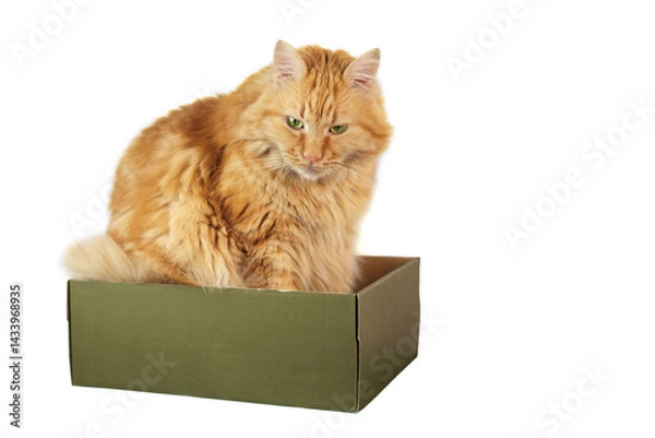Fototapeta A ginger cat sitting in the box , isolated on white background