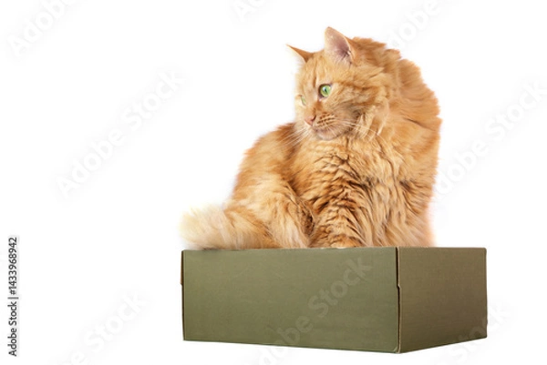 Fototapeta A ginger cat sitting in the box , isolated on white background