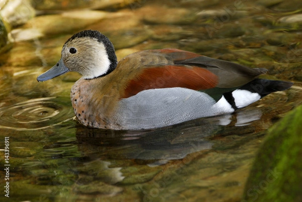 Obraz Callonetta leucophrys / Sarcelle à collier