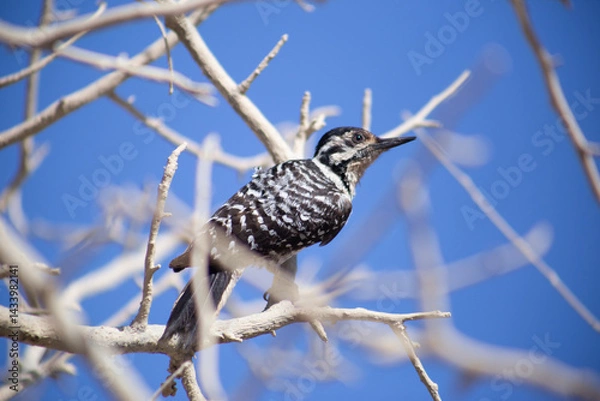 Obraz Dryobates scalaris
Ave
