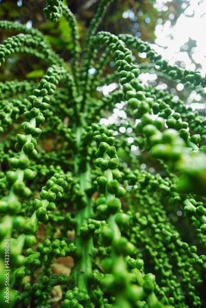 Obraz Strange green plant