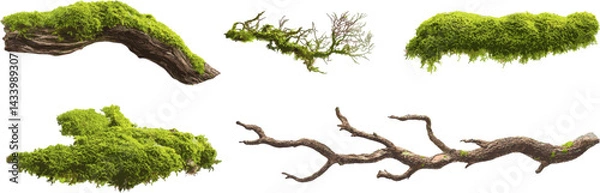 Fototapeta Moss and tree branches set with clipping path