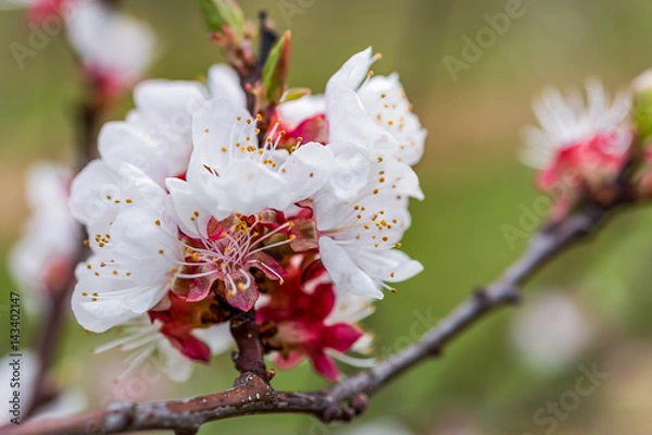 Fototapeta Wachau Austria