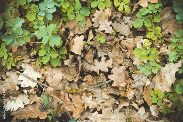 Obraz Dry oak leaves on the ground for background. Macro shot.