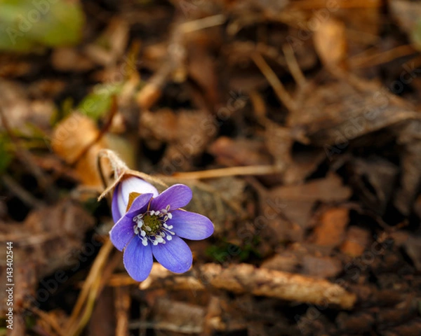 Obraz Hepatica - blue anemone
