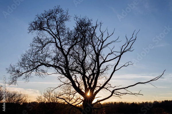 Obraz Oak tree silhouette during sunset