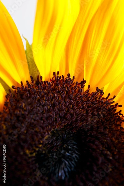 Obraz Sunflower closeup