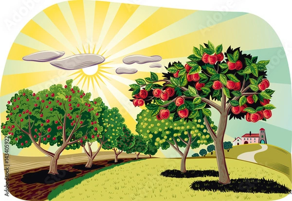 Fototapeta Orchard with rows of apple trees at dawn