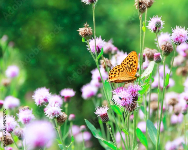 Fototapeta Silver-washed Fritillary (Argynnis paphia) butterfly on a thistle flower. Selective focus