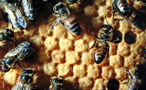 Obraz abeille et couvain